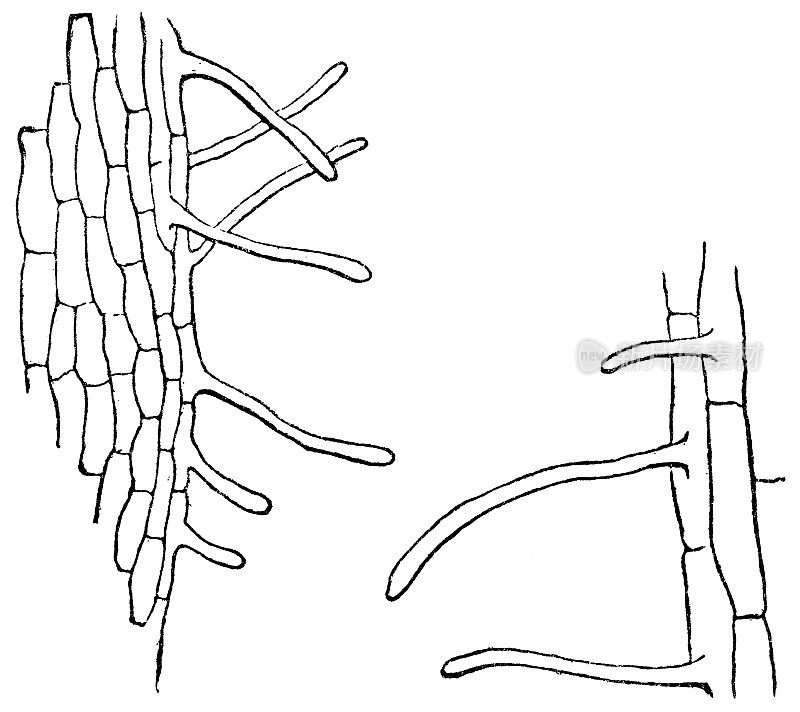 枫树(宏基)根细胞，放大显示根毛- 19世纪